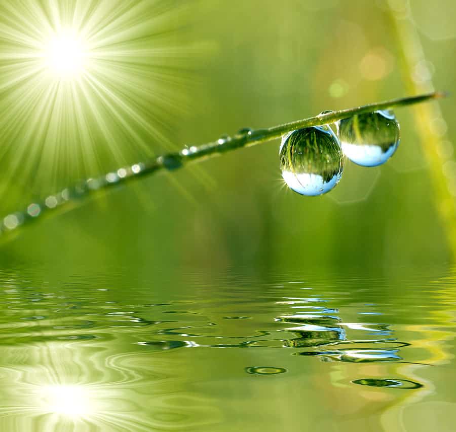Two water droplets waiting to fall from a reed hanging over the edge of a lake.  Sun is shining bright in the background.
