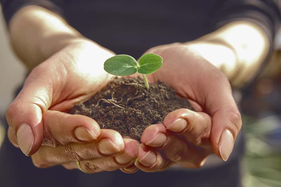 A person is holding a clump of dirt with a new plant sprouting up.